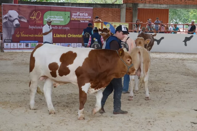 Juzgamiento de ganado.